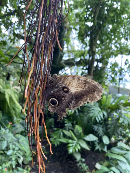 Wonderful Butterfly
