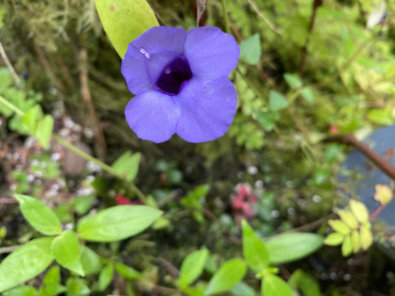 Violet